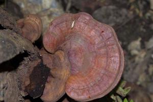 tan ganoderma lucidum é um cogumelo de água leve que cresce em madeira morta em florestas profundas. como a medicina herbal ajuda os pacientes a se recuperarem de doenças pela medicina tradicional chinesa. foto