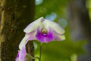 orquídeas brancas dendrobium e belos padrões são plantados no jardim ao ar livre para decorar o jardim para embelezar a natureza e criar uma atmosfera legal e bonita no parque ao ar livre. foto