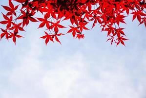 textura de folha vermelha no outono no céu e fundo azul foto