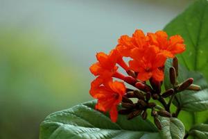 flor vermelha com folhas foto