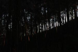 belo fundo de floresta de pinheiros foto