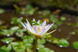 lindos insetos de louva-a-deus verdes na flor de lírio de água de lótus, fotografia única, espreite uma vaia pronta para pular foto