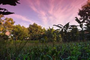 foco seletivo na paisagem em uma pequena área de jardim de milho com belas nuvens foto