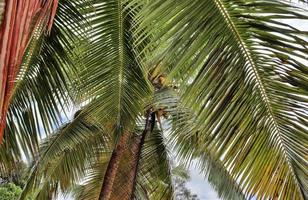 belas palmeiras na praia nas ilhas paradisíacas tropicais seychelles. foto