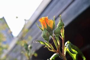 vista superior da flor rosa amarela e laranja em um jardim de rosas com um fundo de foco suave foto