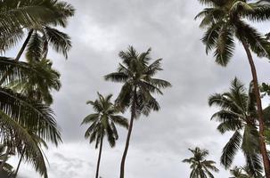 belas palmeiras na praia nas ilhas paradisíacas tropicais seychelles. foto