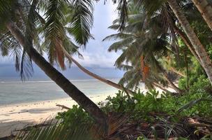 belas palmeiras na praia nas ilhas paradisíacas tropicais seychelles. foto