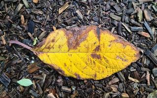 lindas folhas de outono coloridas no chão para planos de fundo ou texturas foto