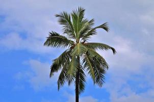 belas palmeiras na praia nas ilhas paradisíacas tropicais seychelles. foto