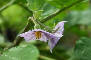 flores de berinjela roxa, vegetais orgânicos de jardineiros tailandeses foto