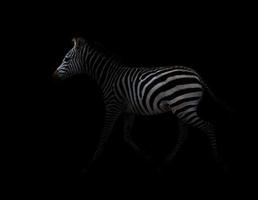 zebra no escuro foto