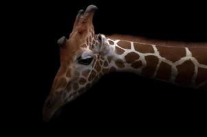girafa escondida no escuro foto