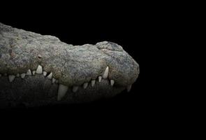 closeup boca de crocodilo foto
