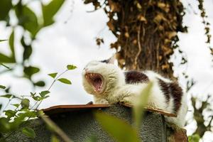 gato sonolento em preto e branco senta-se em cima do muro e boceja. foto