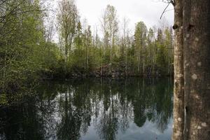 lago abandonado nas profundezas da floresta. dia de primavera. foto
