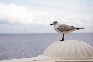 um close de uma gaivota em uma doca de pedra contra a água azul do oceano foto