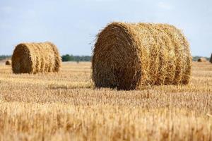 campo de trigo montanhoso colhido com fardo de palha
