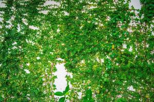 quadro de parede de grama verde vazio como pano de fundo. galho de árvore com folhas verdes e grama no fundo da parede de tijolo branco. foto