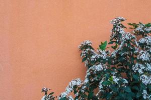 arbusto branco no contexto de um padrão de uma parede de pedra rosa coberta com gesso decorativo foto