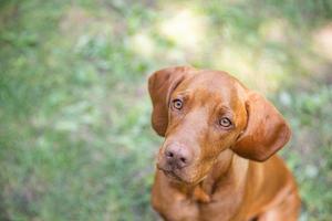 belo retrato de cão vizsla húngaro. vizsla cão de caça deitado em um jardim e olhando para o lado. fundo de cachorro. foto