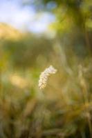 resumo suave foco pôr do sol campo paisagem de flores amarelas e prado de grama quente dourado hora do sol nascer do sol. tranquilo primavera verão natureza closeup e fundo de floresta turva. natureza idílica foto