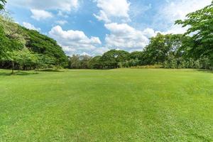 árvores verdes com belo prado no parque foto