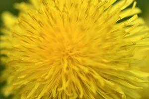 close-up de flores de dente de leão amarelo. dandelion taraxacum é um gênero de plantas herbáceas perenes da família asteraceae. foto