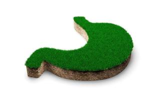 forma de estômago feita de grama verde e seção transversal de textura de solo rochoso com ilustração 3d foto