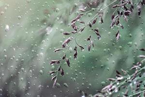 gotas e flores em dias chuvosos na primavera foto