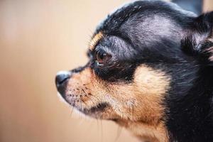 cão chihuahua tricolor preto branco marrom. animal, animal de estimação. foto