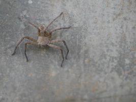 uma aranha marrom se agarra ao chão de uma parede de cimento. foto