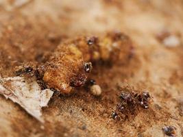 formigas estão ajudando a transportar comida em unidade. foto