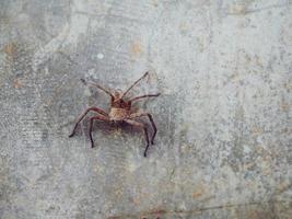 uma aranha marrom se agarra ao chão de uma parede de cimento. foto