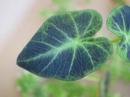 plantas variegadas ou folhas lindamente moldadas ao ar livre em raras cores naturais. está se tornando popular e em demanda. foto