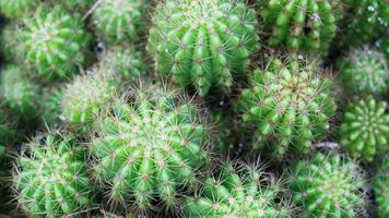 close-up de catus espinhoso, fundo de catus espinhoso. foto