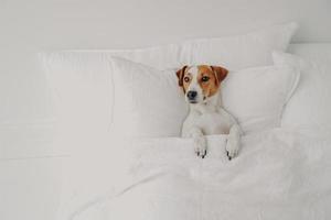 foto de pequeno cão de pedigree encontra-se na cama confortável sob o cobertor macio, desfruta de uma atmosfera doméstica aconchegante no quarto branco limpo, espera pelo proprietário. jack russell terrier na cama humana, tem descanso.