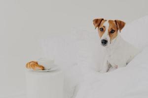 bom dia, café da manhã, animais, conceito de despertar. cão bonito jack russel terrier de pedigree fica na cama confortável, prato com café e croissant perto gosta de aconchego senta-se confortavelmente na roupa de cama foto