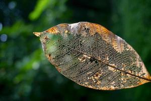 textura de folha seca e fundo de natureza. superfície do material de folhas marrons, closeup com cena borrada Foto gratuita