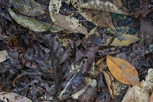 textura de folha seca e fundo de natureza. superfície do material de folhas marrons, foto grátis