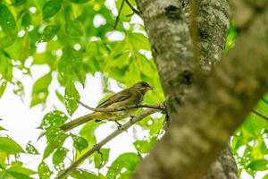 bulbul orelhudo listrado empoleirado em um galho no jardim foto