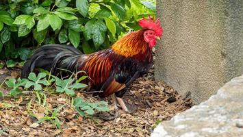 galo bantam, lindo frango bantam tailandês no fram. foto