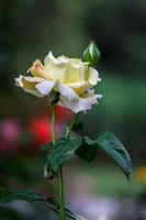 flor: close-up amarelo chinês rosa flor isolado beijing, china foto