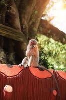 macaco bebê comendo bananas debaixo de uma grande árvore durante o dia, conceito de vida selvagem foto