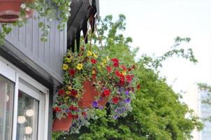 flores coloridas em um pote para decorar ruas, casas, cafés foto