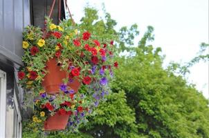 flores coloridas em um pote para decorar ruas, casas, cafés foto