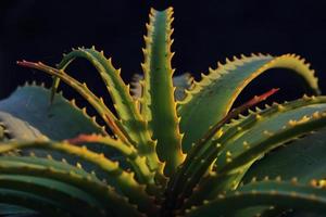 aloe vera nas ilhas canárias em lanzarote foto