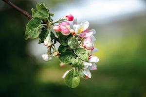 lindas flores de flor de maçã branca na primavera. fundo com macieira. jardim ou parque de florescência de primavera floral natural inspirador. design de arte de flores. foco seletivo. foto