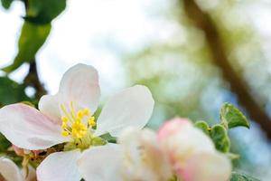 lindas flores de flor de maçã branca na primavera. fundo com macieira. jardim ou parque de florescência de primavera floral natural inspirador. design de arte de flores. foco seletivo. foto