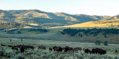 cenas ao redor do parque nacional de yellowstone em wyoming foto