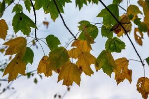 folhas de outono em galhos de árvores ainda penduradas foto